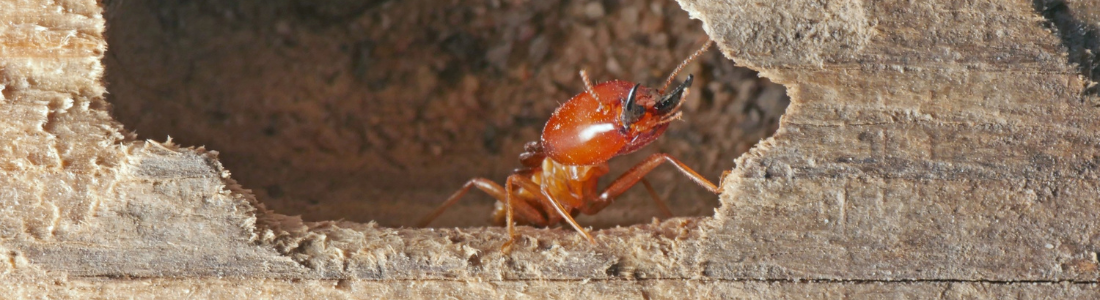 Descupinização no Madeiramento do Telhado  24 HORAS
